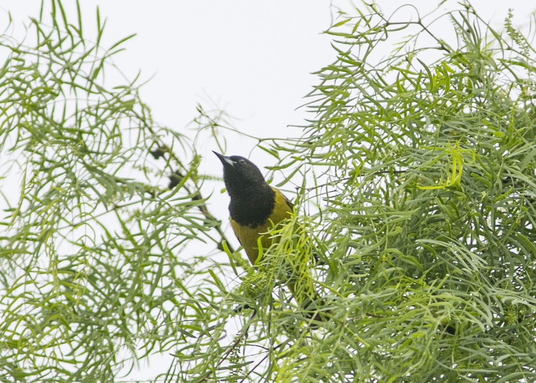 Oriole jaune-verdâtre - ML443089051