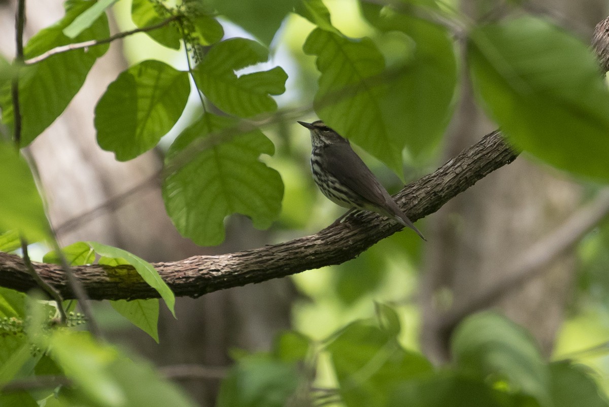 Northern Waterthrush - ML443089071