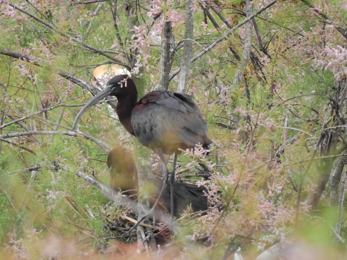 ibis hnědý - ML443089141