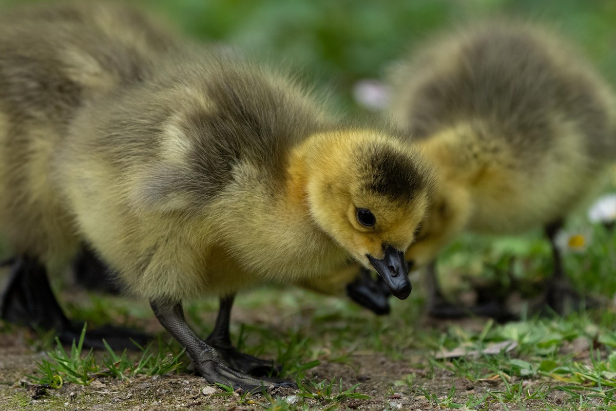 Canada Goose - ML443090111