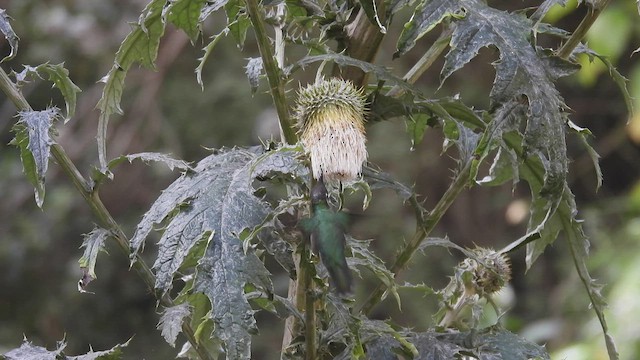 Colibri de la Talamanca - ML443090651