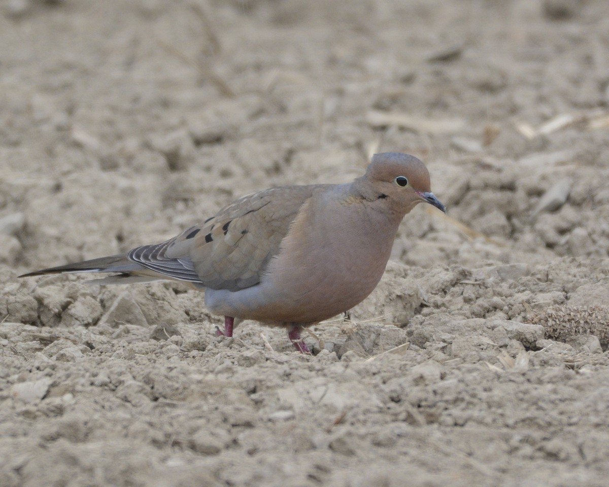 Mourning Dove - David Kennedy