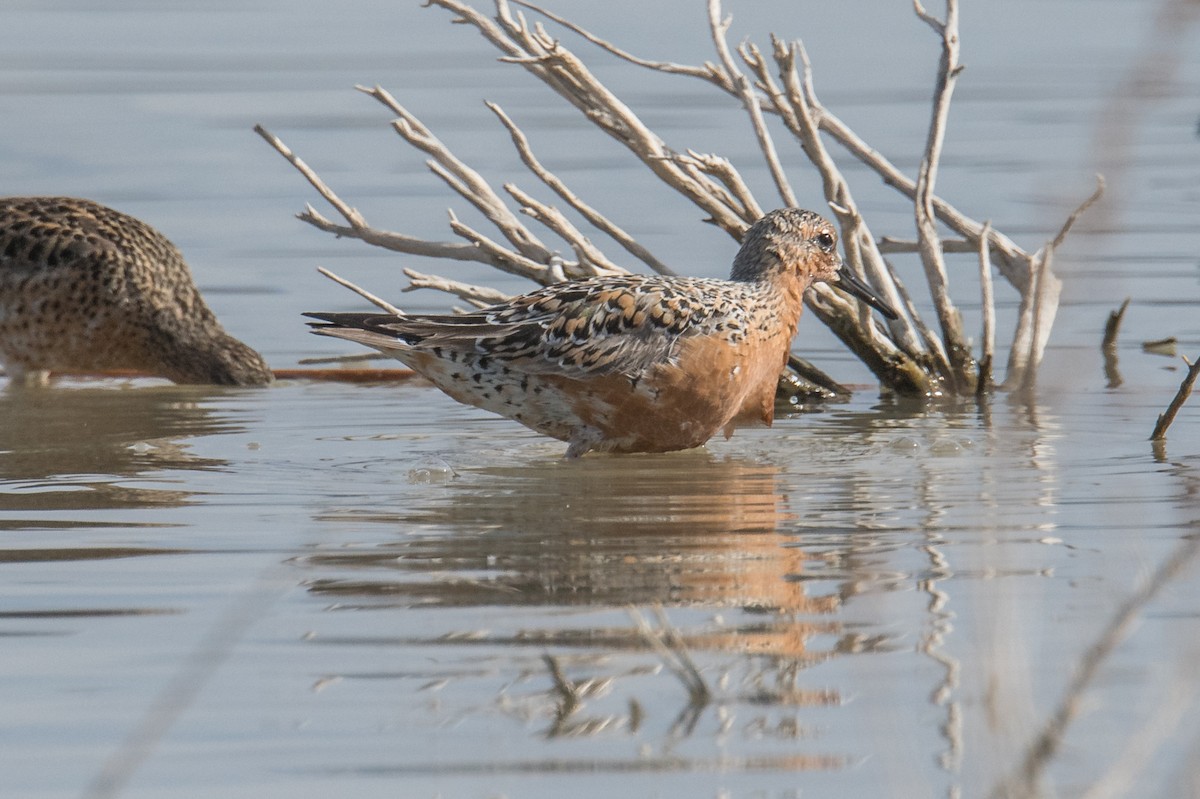 Red Knot - Jeff Bleam