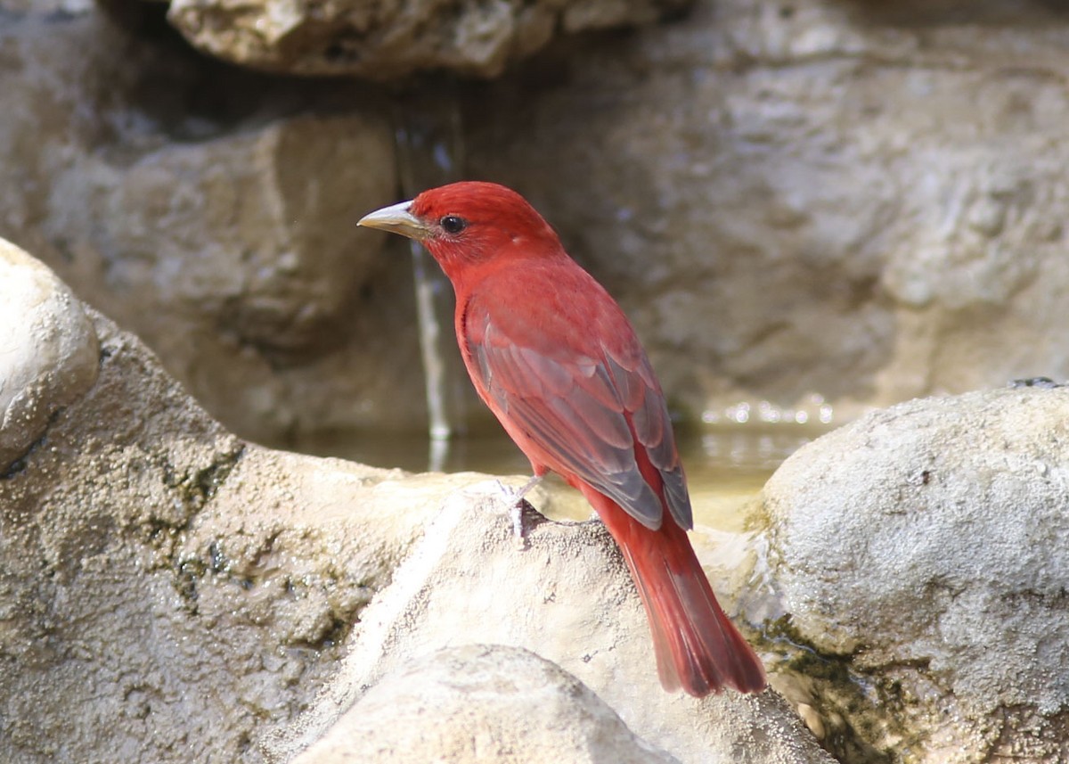 Summer Tanager - ML443092341