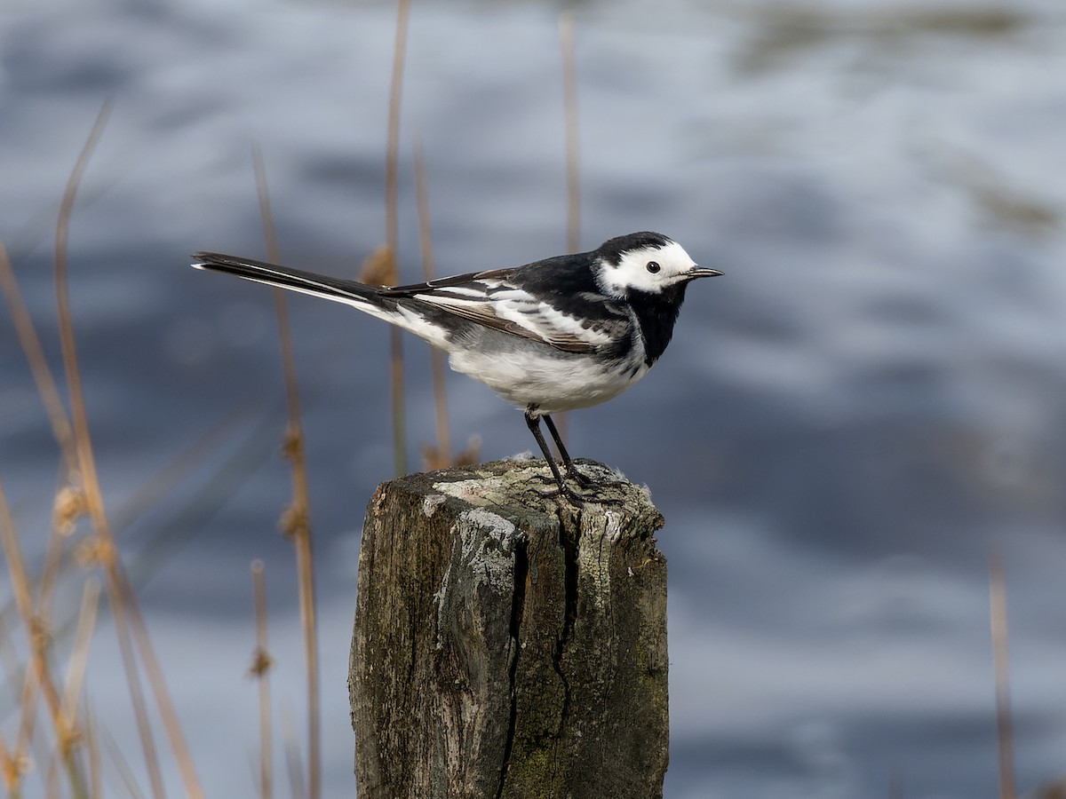 White Wagtail (British) - ML443092431