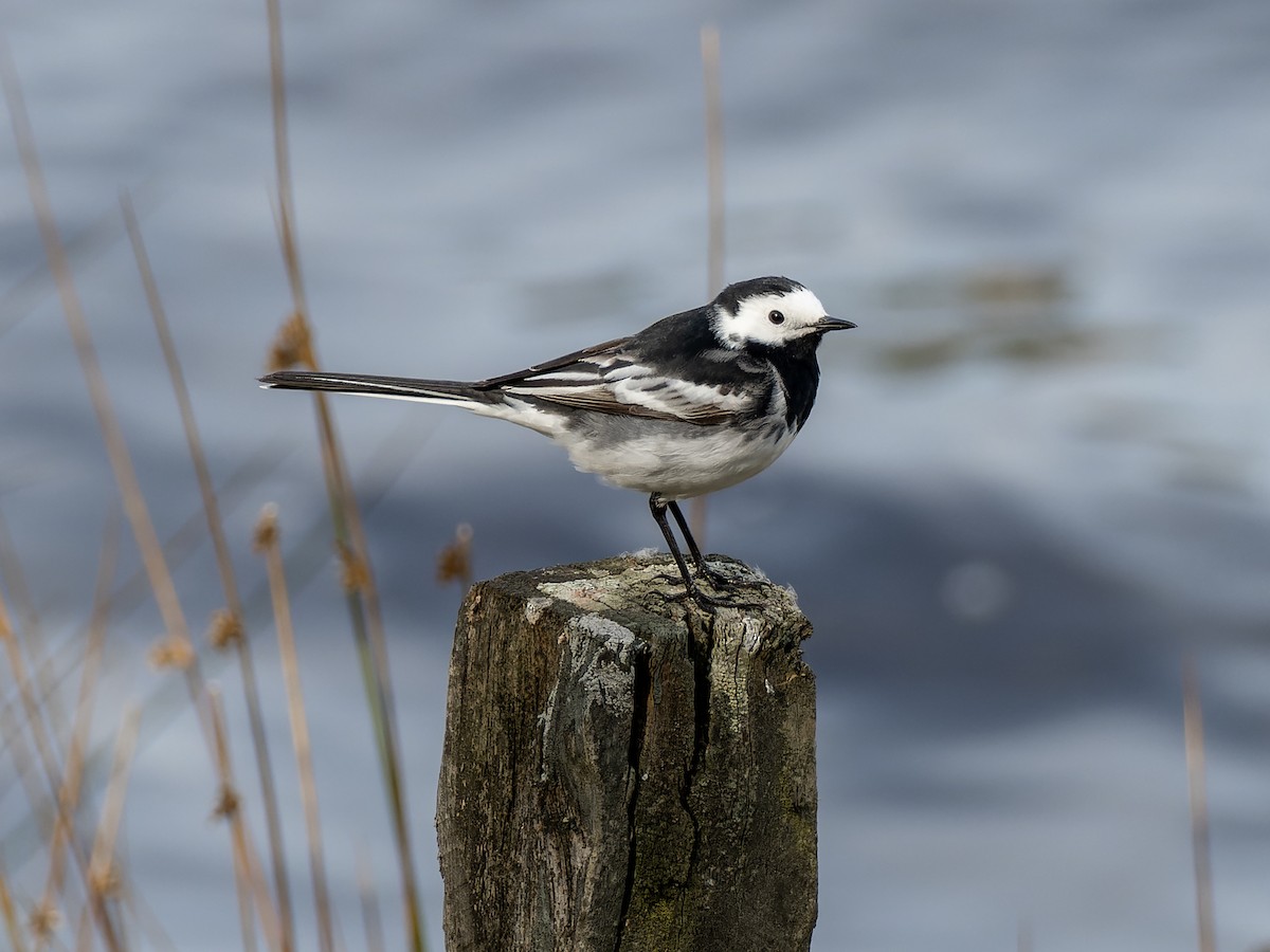 White Wagtail (British) - ML443092451