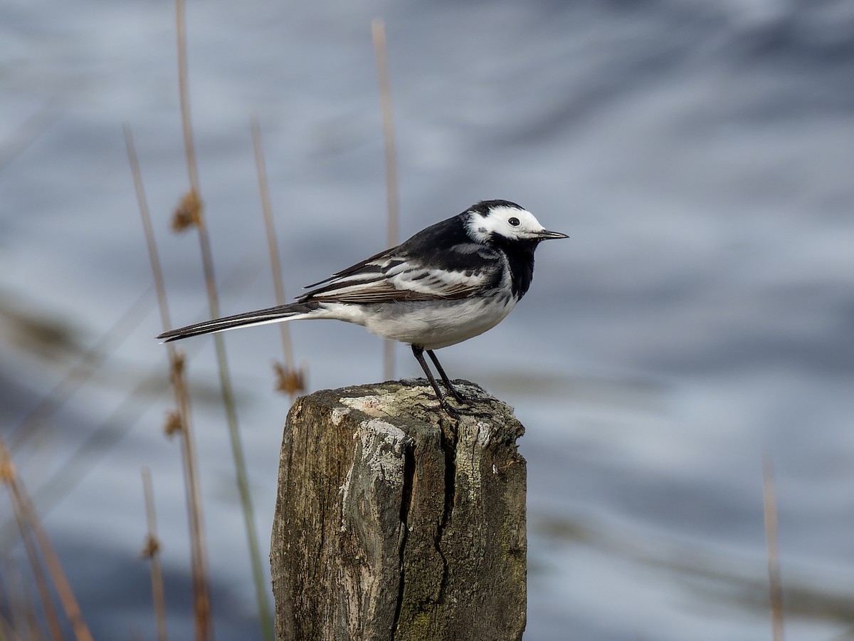 White Wagtail (British) - ML443092461