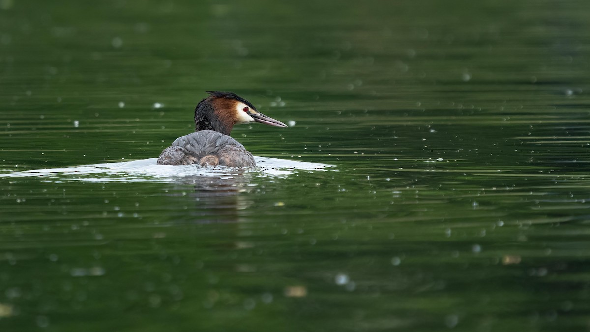 Great Crested Grebe - ML443093241