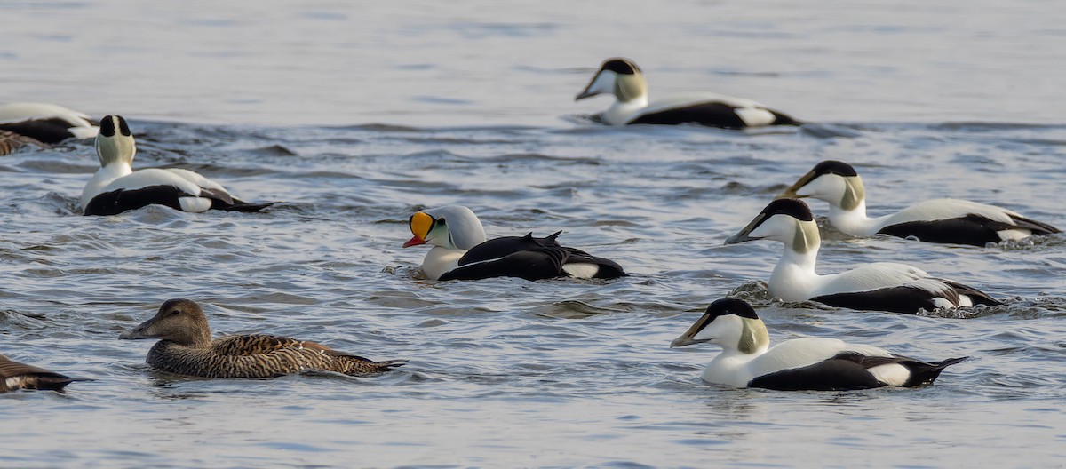 King Eider - Peter Kennerley