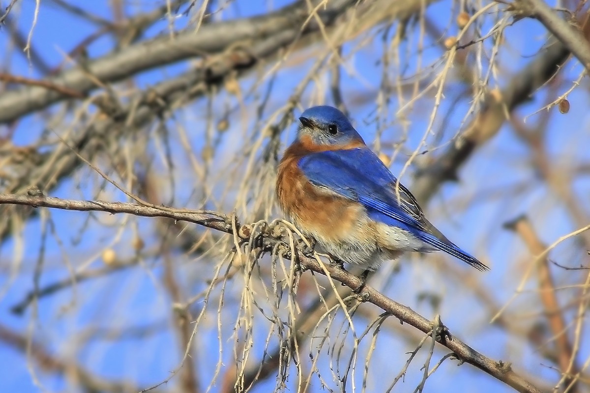 Eastern Bluebird - Matthew Pendleton