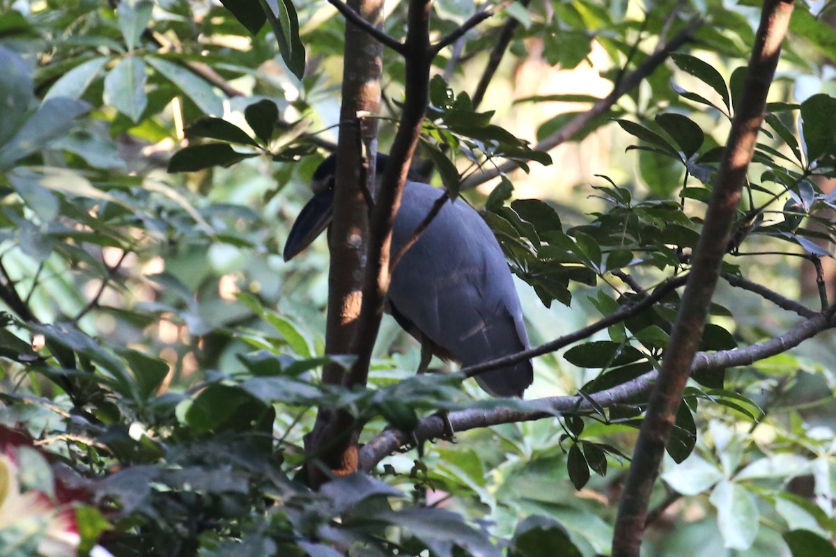 Boat-billed Heron - Charles Davies