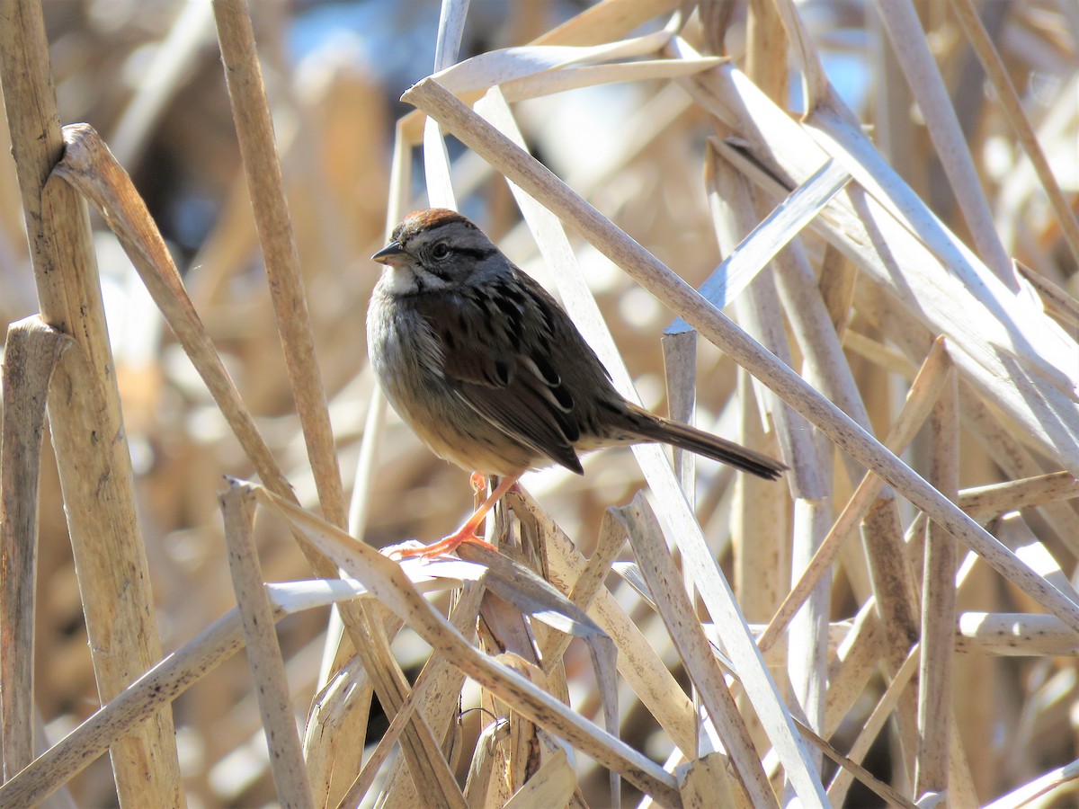Swamp Sparrow - ML443095061