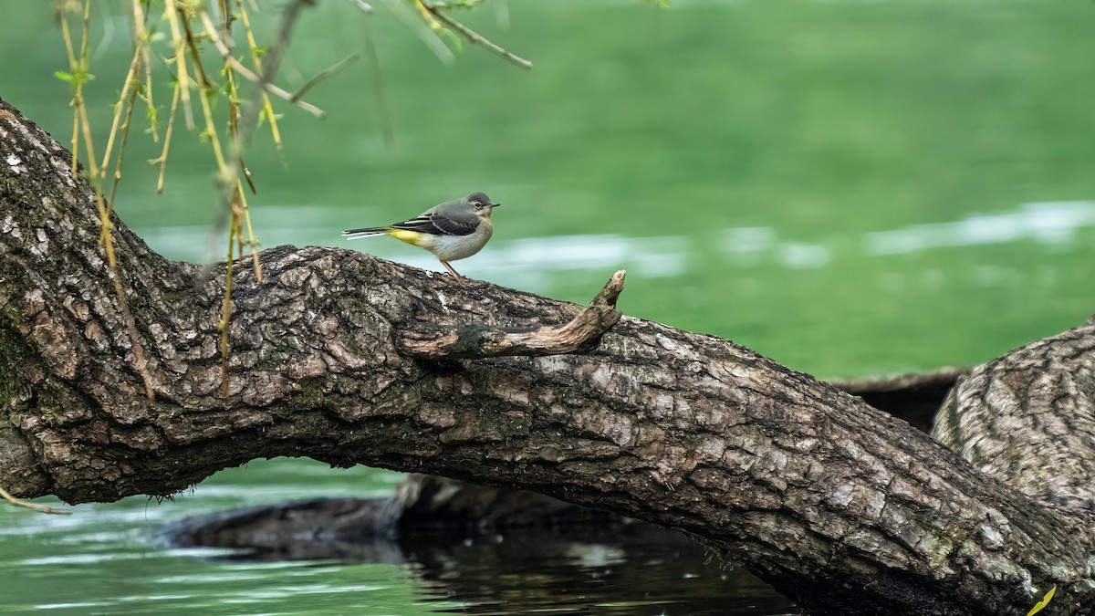 Gray Wagtail - ML443095691