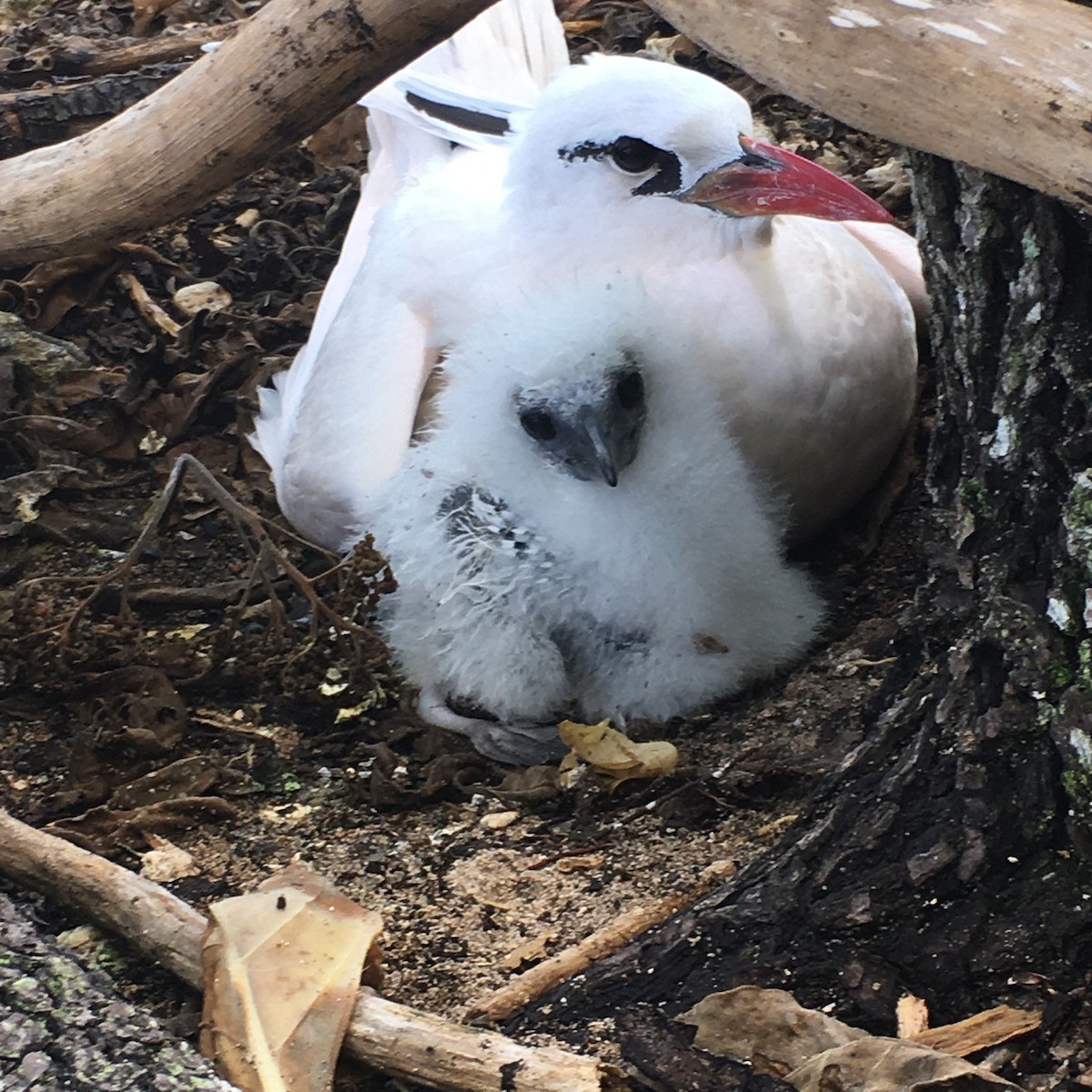 Red-tailed Tropicbird - ML443096201