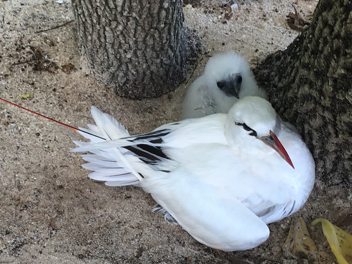 Red-tailed Tropicbird - ML443096301