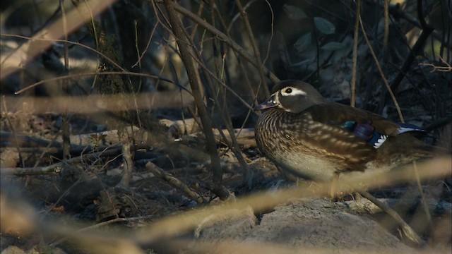 Canard branchu - ML443097