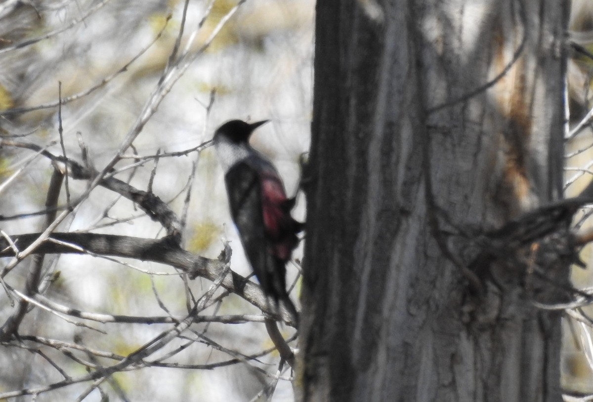 Lewis's Woodpecker - ML443097081