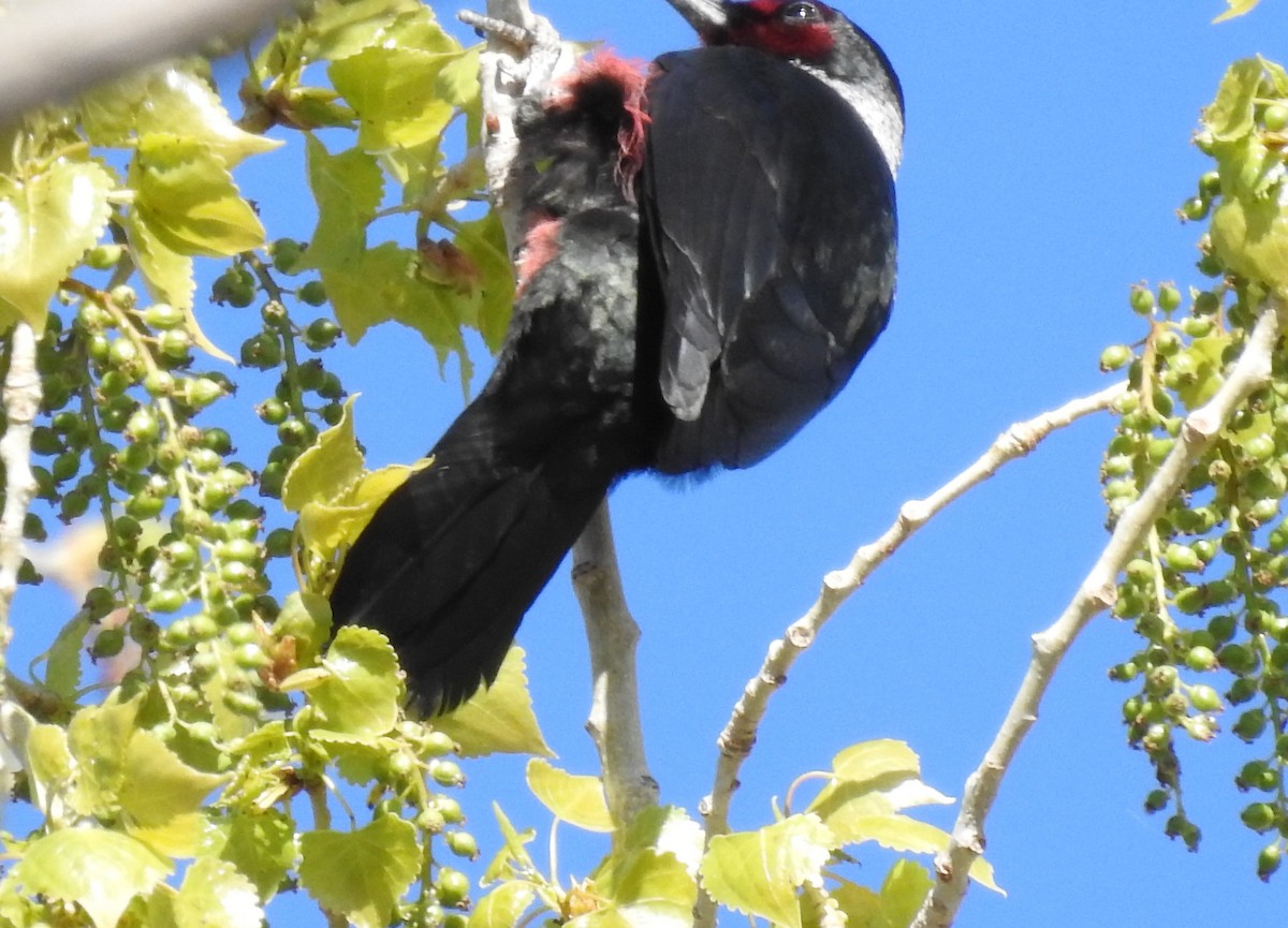 Lewis's Woodpecker - ML443097391