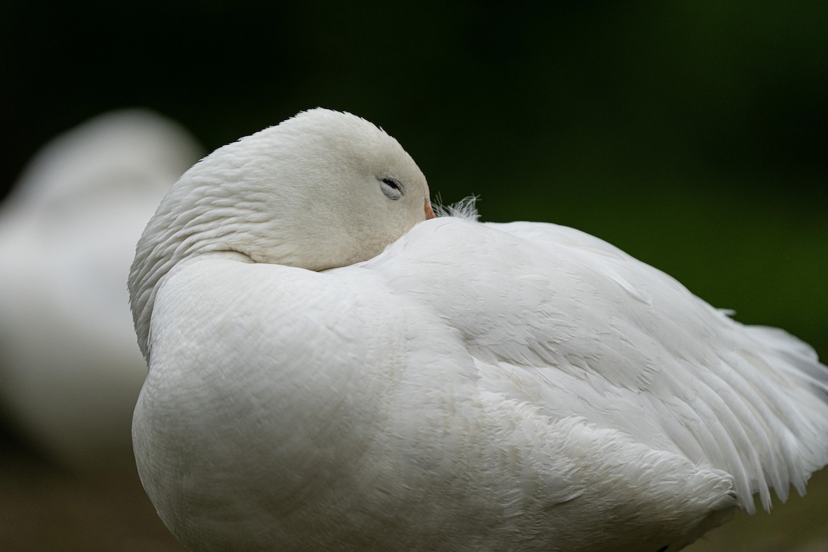 Snow Goose - ML443097411