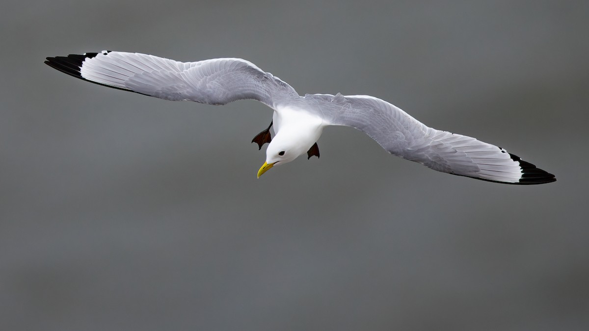 Black-legged Kittiwake - ML443097911