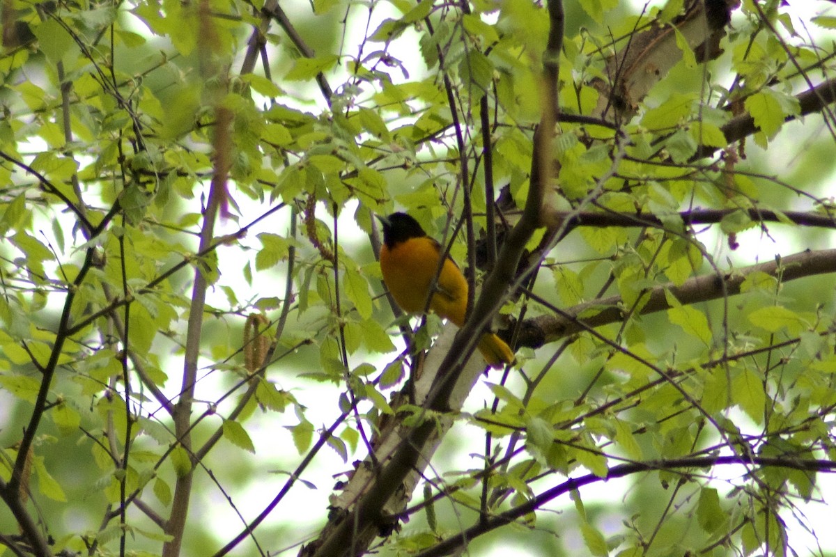 Baltimore Oriole - ML443098801