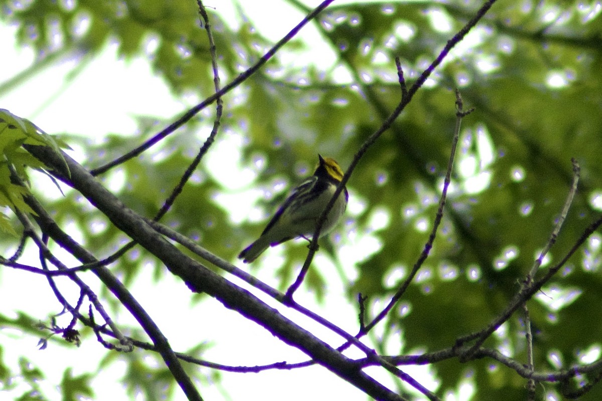 Black-throated Green Warbler - ML443099041