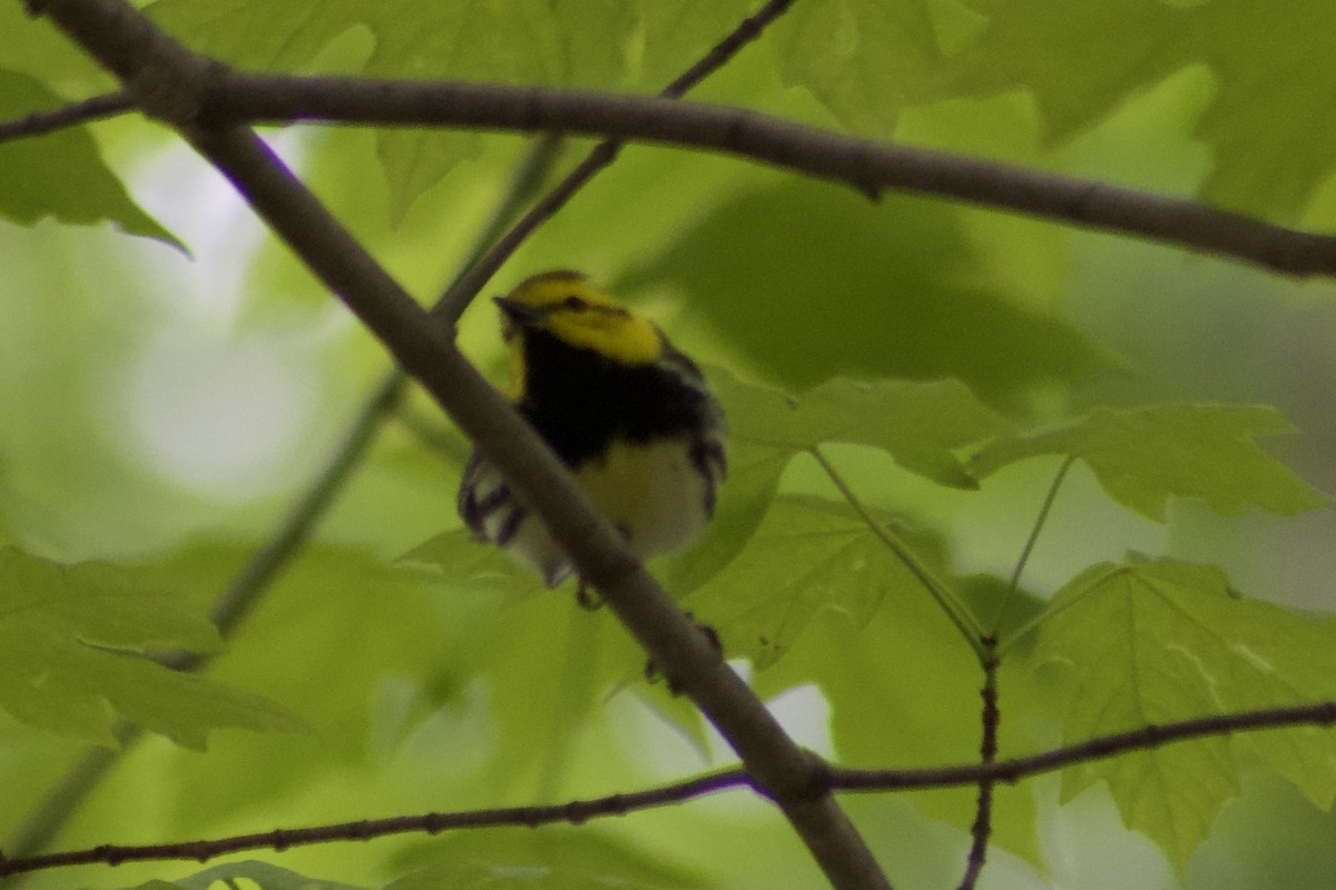 Black-throated Green Warbler - ML443099051