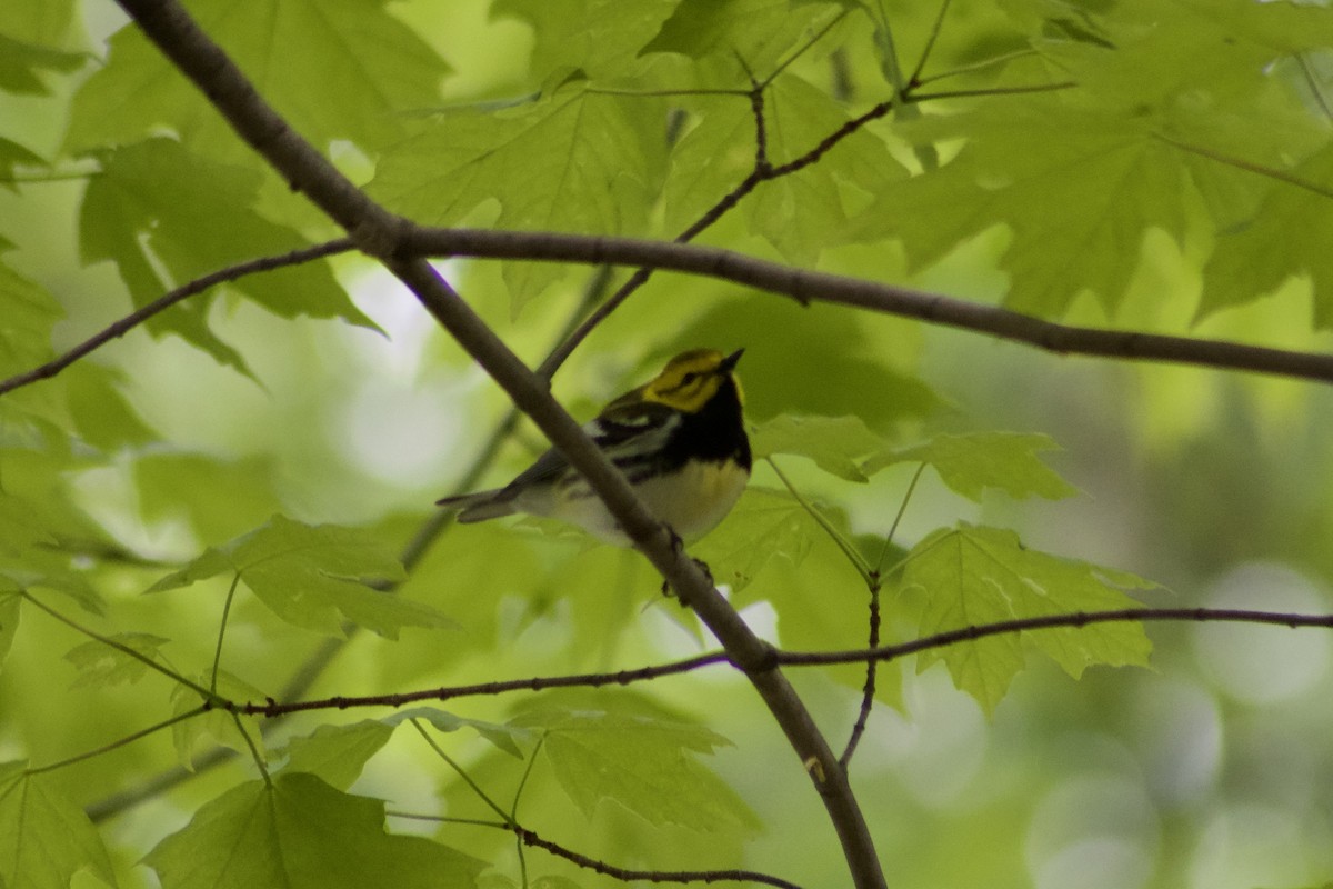 Black-throated Green Warbler - ML443099091