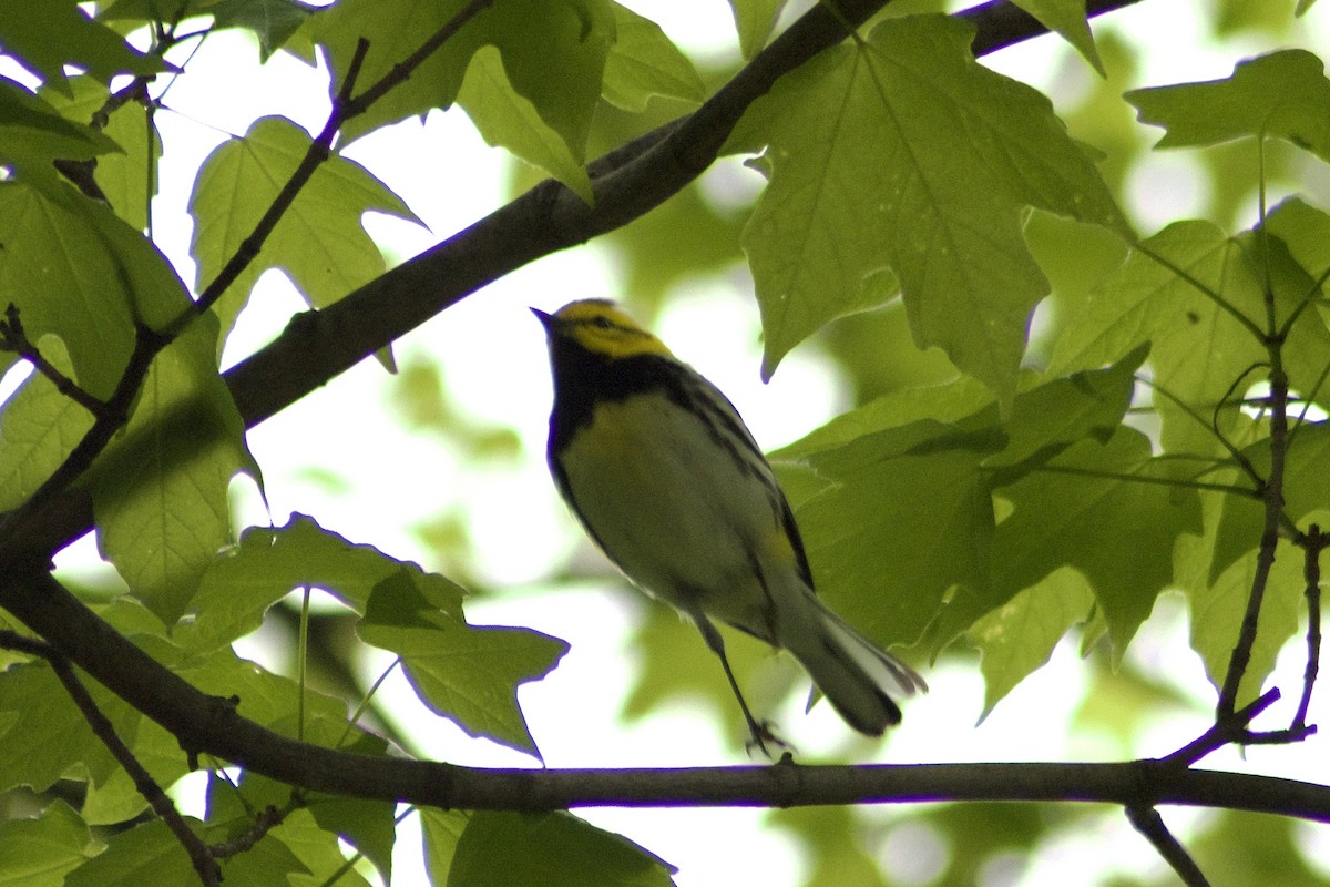 Black-throated Green Warbler - ML443099101