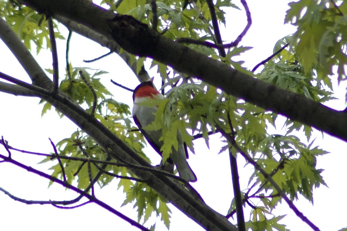 Rose-breasted Grosbeak - ML443099331