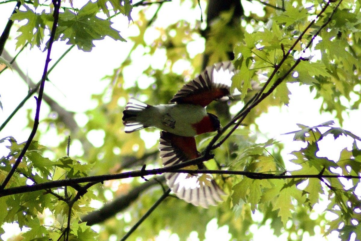 Rose-breasted Grosbeak - ML443099341