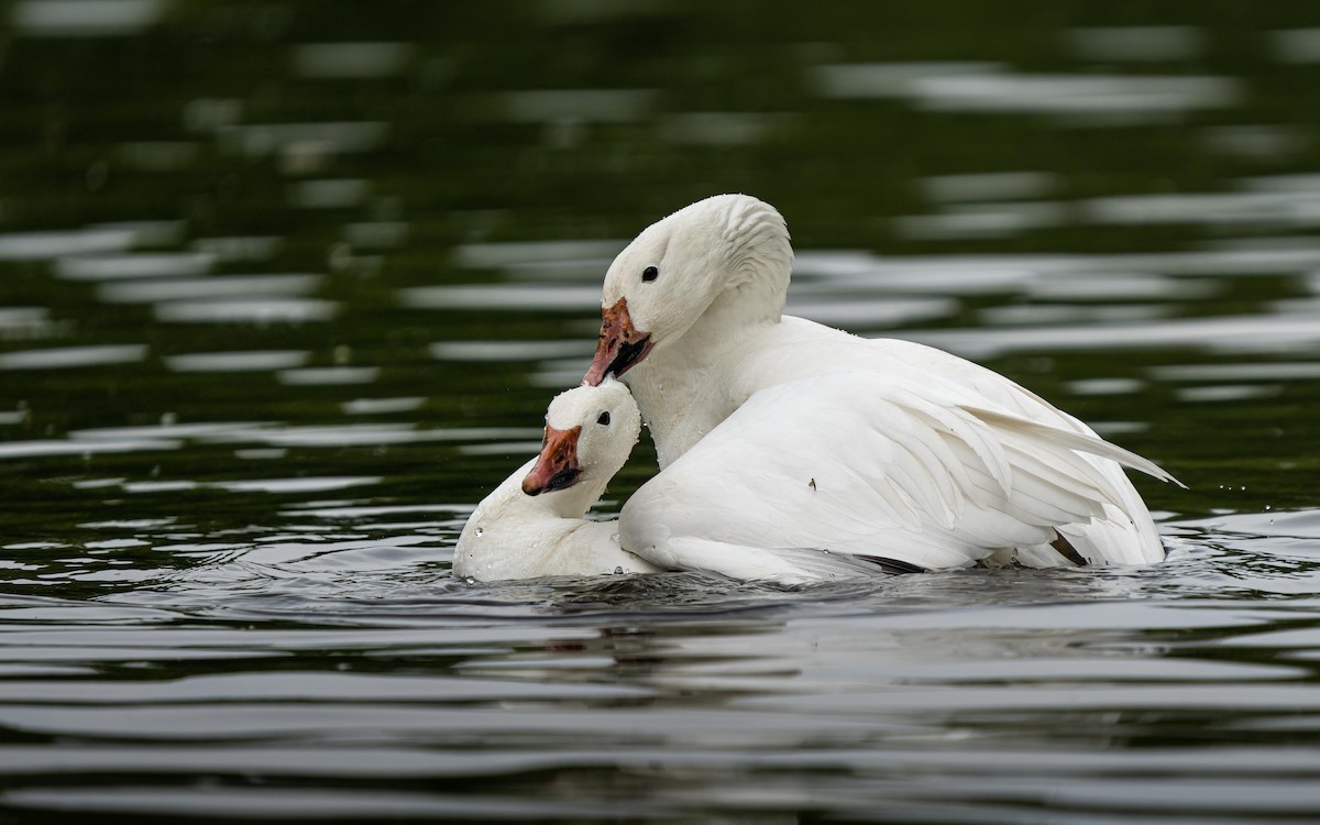 Snow Goose - ML443099621