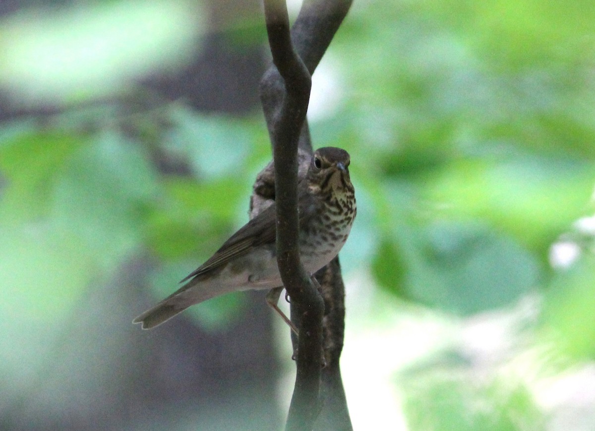 Swainson's Thrush - ML443099821