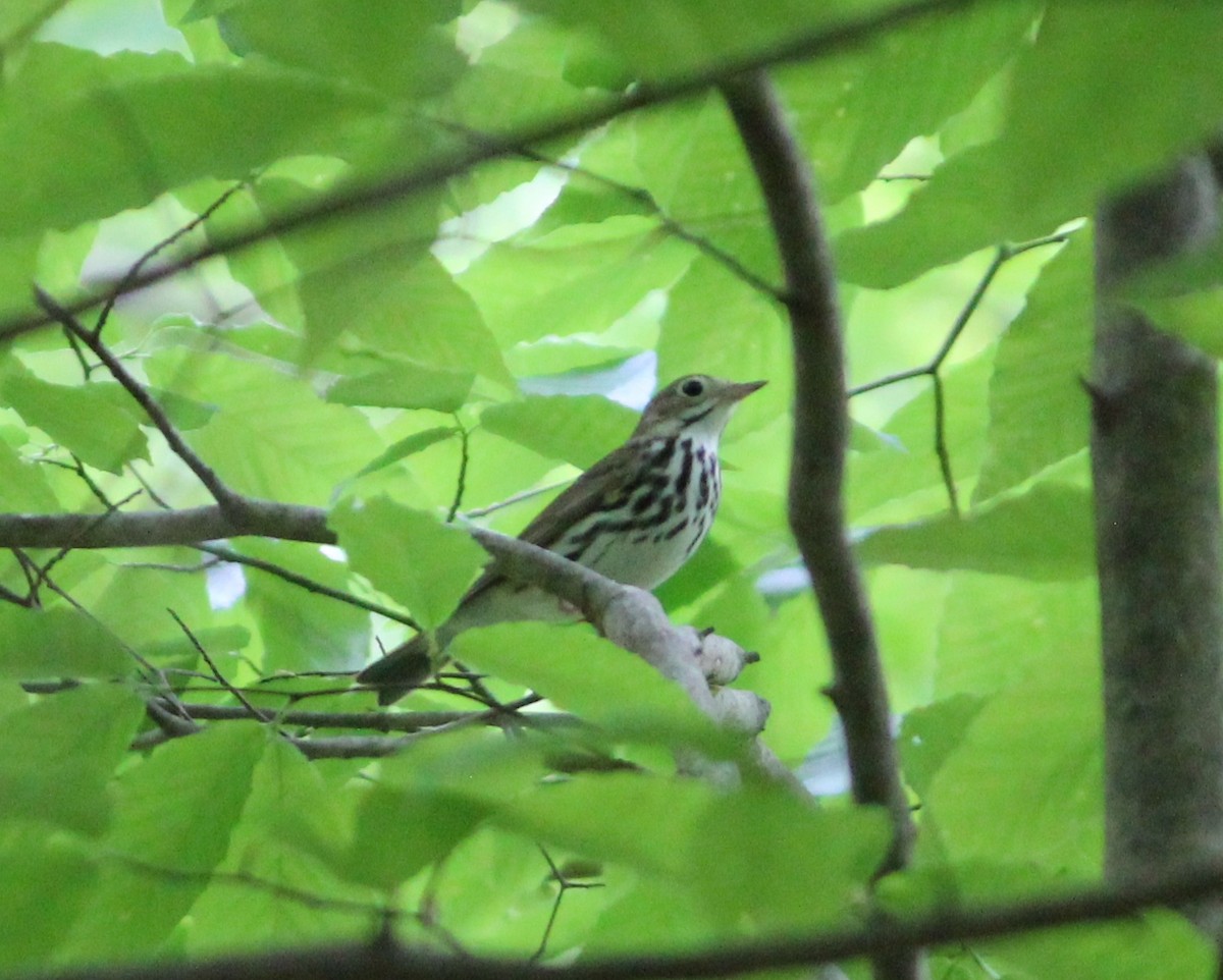 Ovenbird - ML443099881