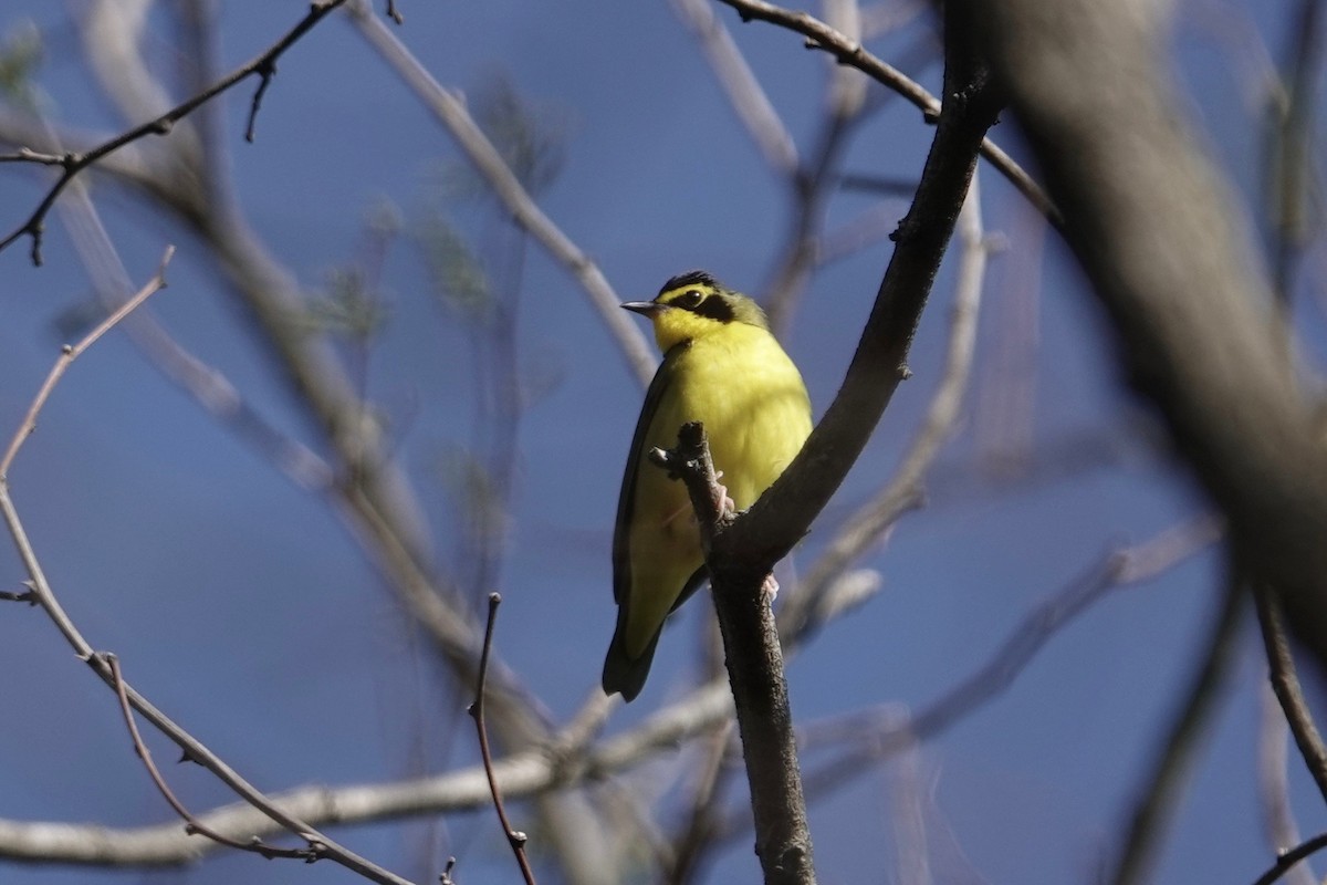 Kentucky Warbler - ML443101301