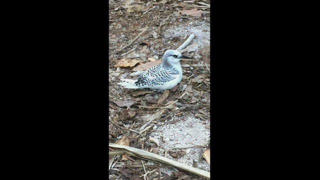 Rabijunco Colirrojo - ML443101471