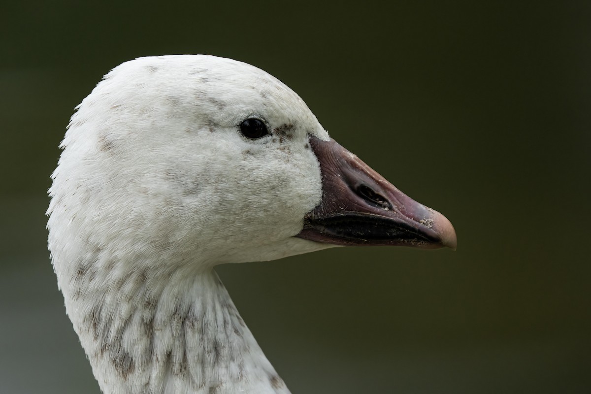 Snow Goose - ML443101531