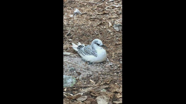 Red-tailed Tropicbird - ML443101541