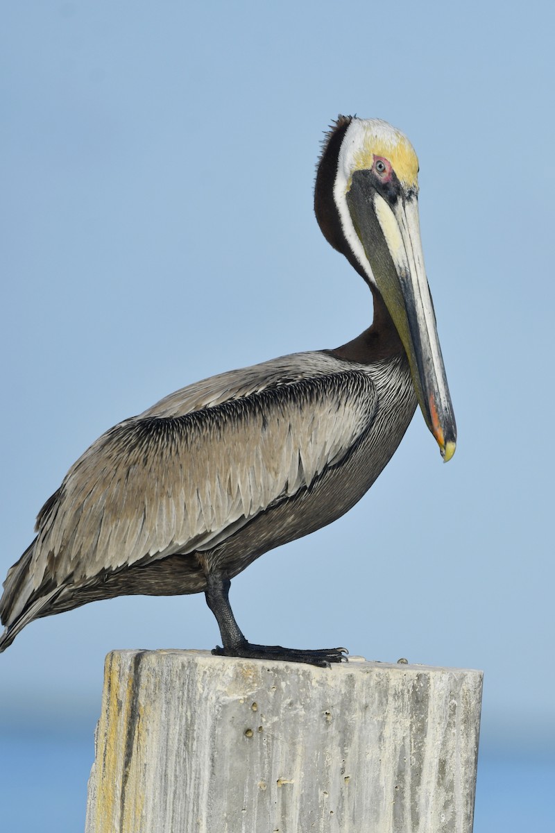pelikán hnědý (ssp. carolinensis) - ML443101931