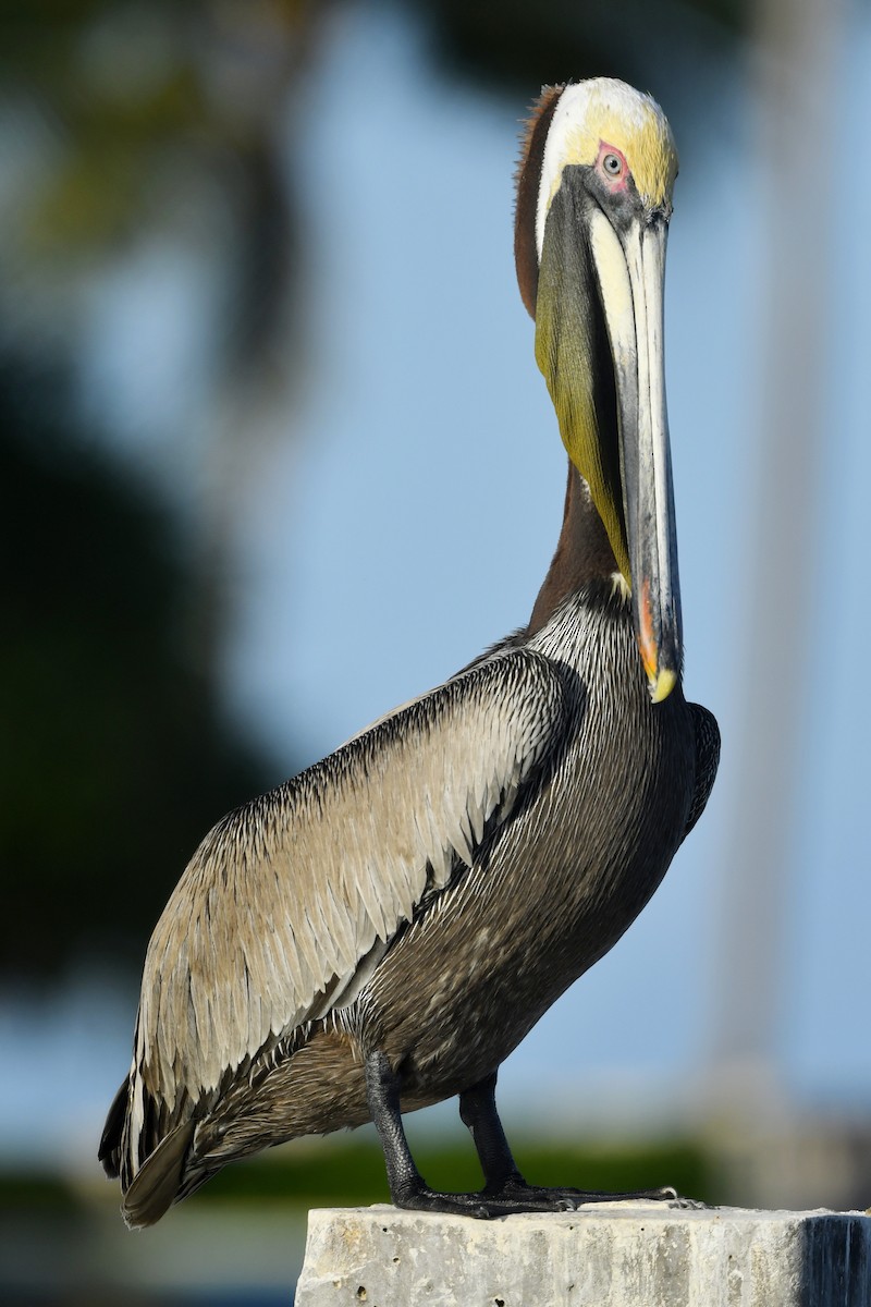 pelikán hnědý (ssp. carolinensis) - ML443101941