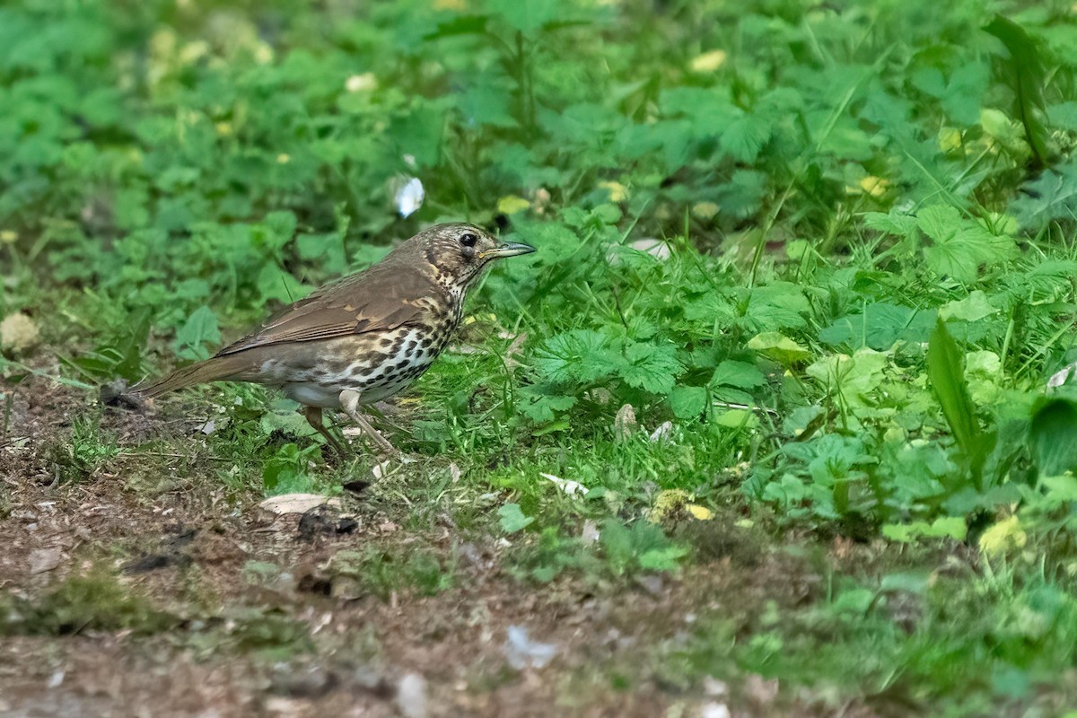 Song Thrush - ML443102281