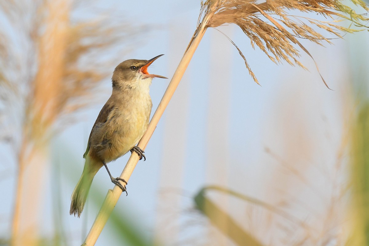 Clamorous Reed Warbler - ML443102461