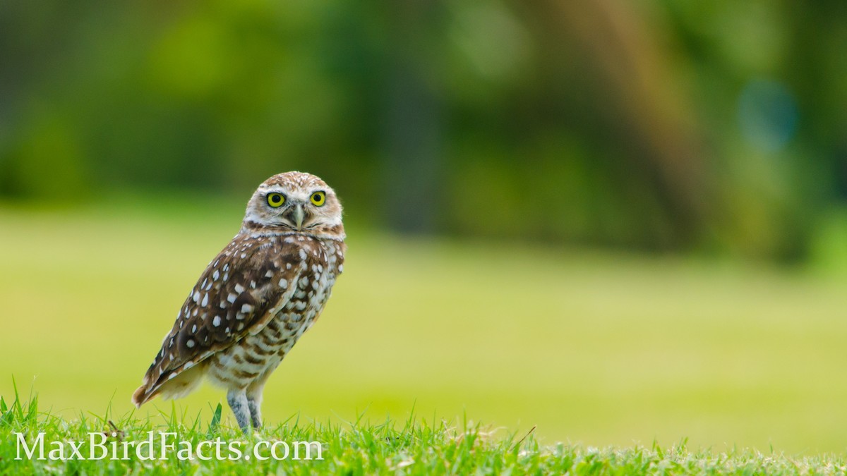 Burrowing Owl - ML443102741