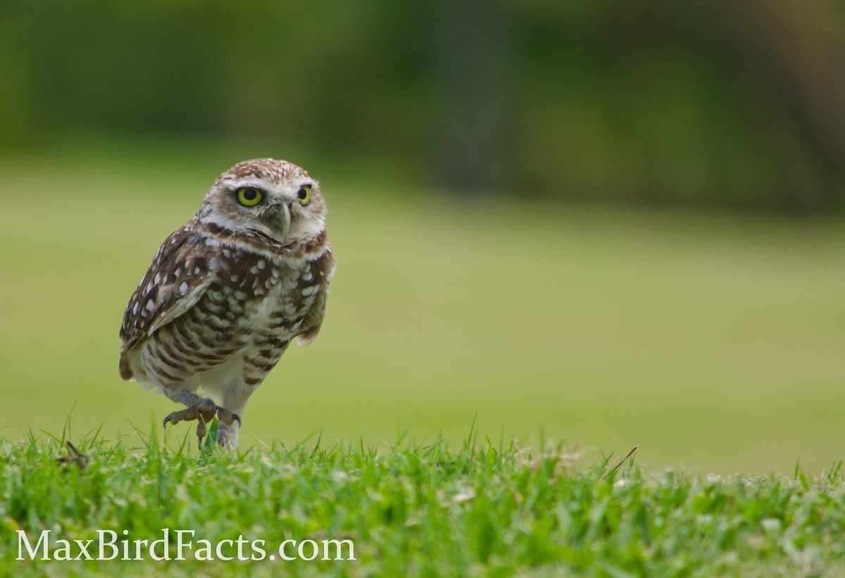 Burrowing Owl - ML443102751