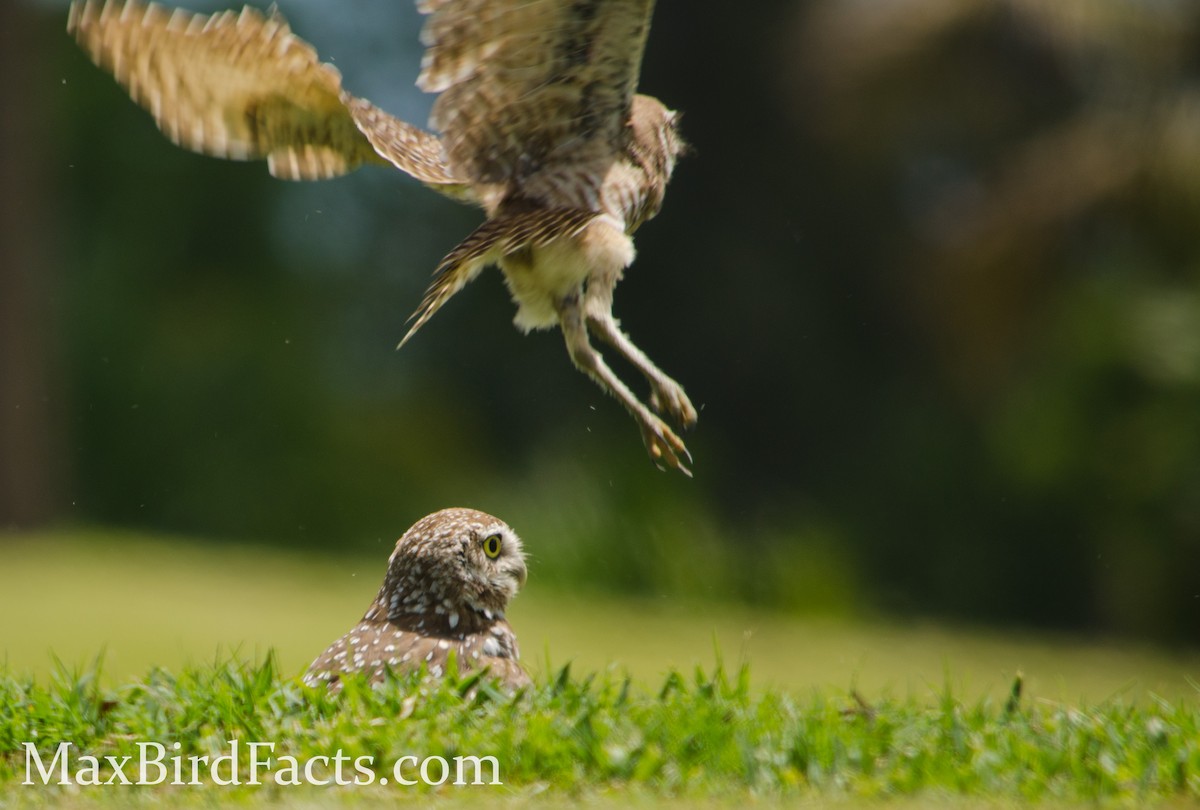 Burrowing Owl - ML443102761