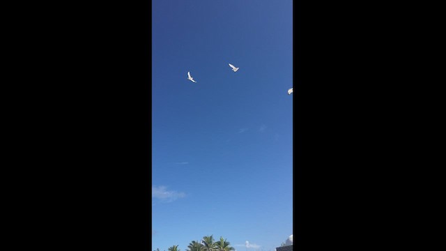 Red-tailed Tropicbird - ML443102931