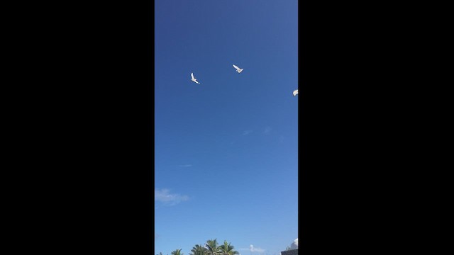 Red-tailed Tropicbird - ML443102931