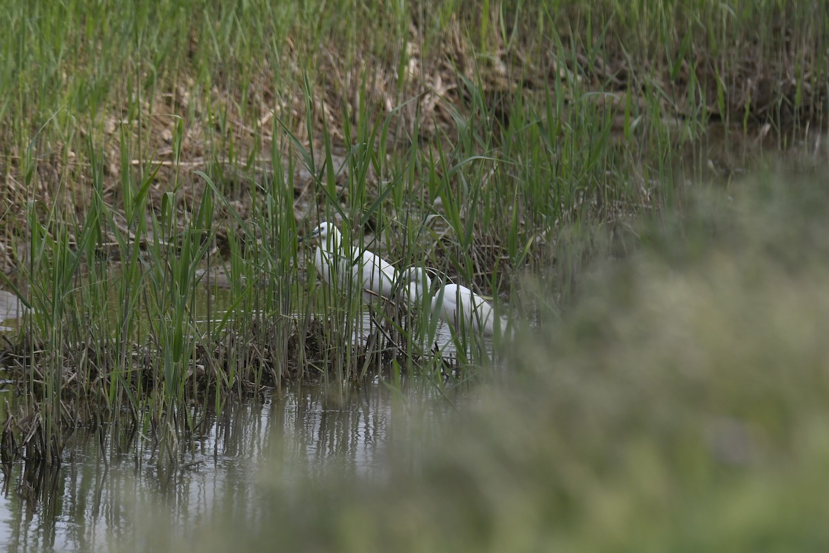 Little Egret - ML443103301