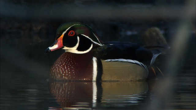 Canard branchu - ML443105