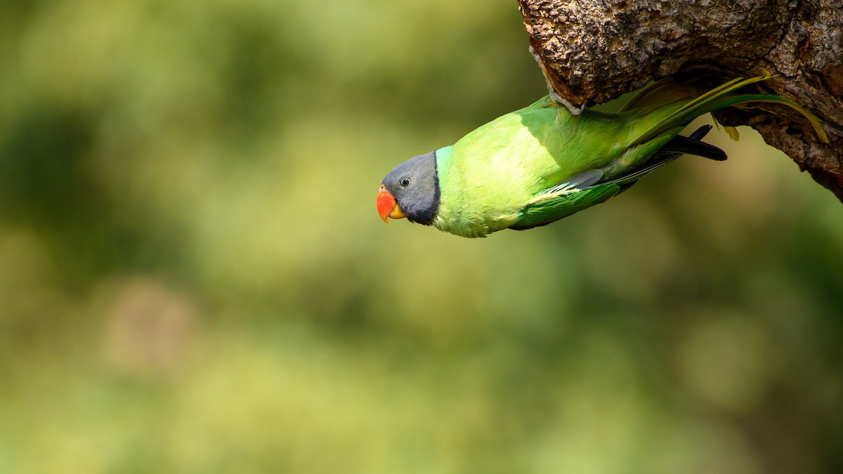 Slaty-headed Parakeet - ML443105061